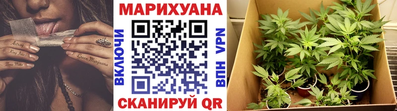 купить наркотик  Гатчина  МАРИХУАНА SATIVA & INDICA 